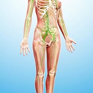 Female lymphatic system, artwork F007 / 3656