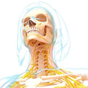 Female nervous system, artwork F007 / 3461