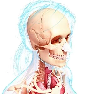 Female skeleton, artwork