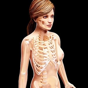 Female skeleton, artwork F007 / 3763