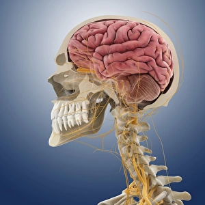 Head and neck anatomy, artwork
