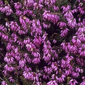 Heather Pink Spangles flowers