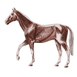 Horse anatomy, artwork C016 / 6846