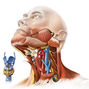 Human neck anatomy, artwork C017 / 7259