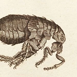 Illustration of a Flea C017 / 3435