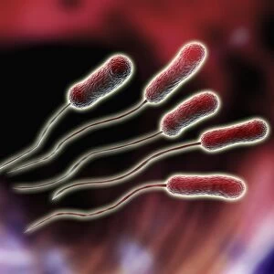 Legionella sp. bacteria, computer artwork