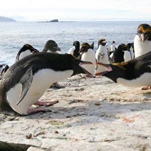 Macaroni penguin breeding display