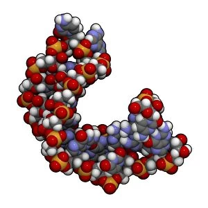 MicroRNA molecule