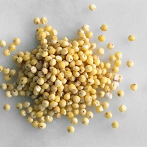 Millet seeds C014 / 1125