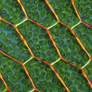 Moss cells, light micrograph