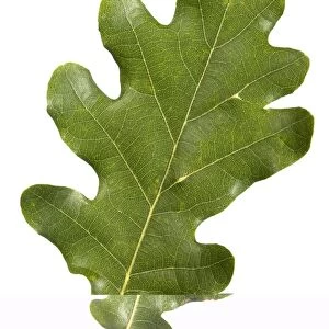 Oak (Quercus robur) leaf C014 / 0729