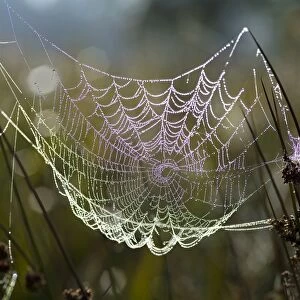 Orb-weaver spider webs