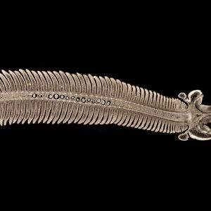 Paraneplocephala tapeworm, micrograph C014 / 4860