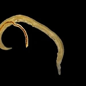 Schistosome flukes mating, micrograph C014 / 4867
