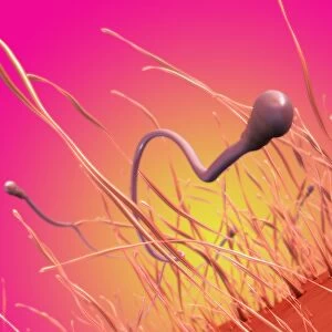 Sperm cells, artwork C018 / 7004