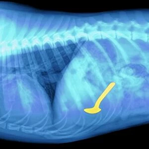Spoon swallowed by a dog, X-ray
