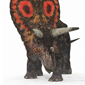 Torosaurus dinosaur