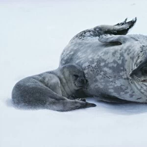 Weddell seal mother with pup