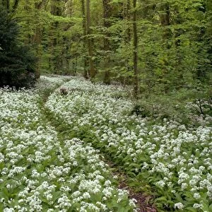 Wild garlic flowers in woodland