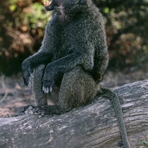 Yawning olive baboon