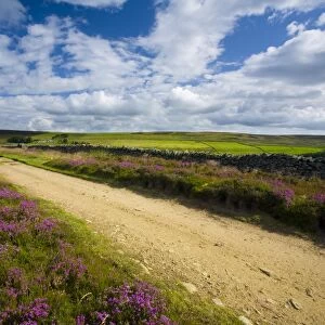 England, Northumberland, Blanchland. Flowering heather on Birkside Fell - part of the North Pennines Area of Outstanding