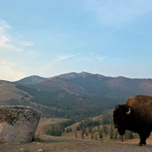 Bison and Mount Washburn in early morning light, Yellowstone National Park, UNESCO World Heritage Site, Wyoming, United States of America, North America