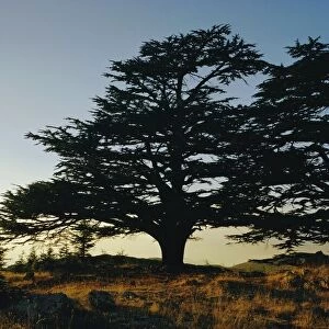 Cedars of Lebanon at the foot of Mount Djebel Makhmal near Bsharre