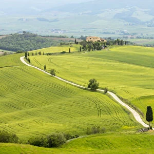 Cypress trees and green fields at Agriturismo Terrapille (Gladiator Villa) near Pienza in Tuscany