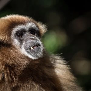 Female Gibbon at Monkeyland Primate Sanctuary in Plettenberg Bay, South Africa, Africa