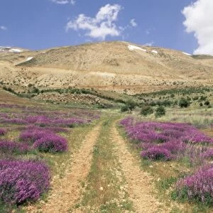 Lavender and spring flowers on road from the Bekaa