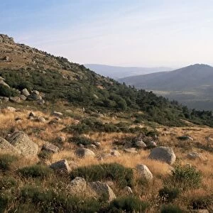 Mont Lozere, near Finiels, Cevennes National Park, Lozere, Languedoc-Roussillon