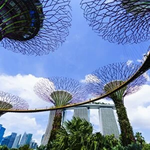 Supertree Grove in the Gardens by the Bay, a futuristic botanical gardens and park