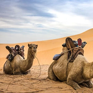 Africa, Senegal, Lompoul. Camels for riding at the desert camp