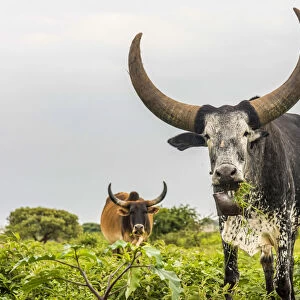 africa, Tanzania, Loibortsoit area. The leading bull of the herd with big horns