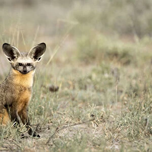 Bat Eared Fox, Deception Valley, Central Kalahari Game Reserve, Kalahari Desert, Botswana