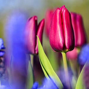 Close up of red and violet tulips in bloom at the Keukenhof Botanical garden Lisse