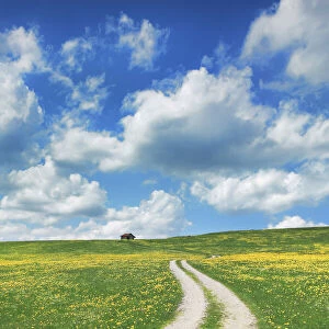 Field path with dandelions - Germany, Bavaria, Swabia, OstAllgau, Halblech