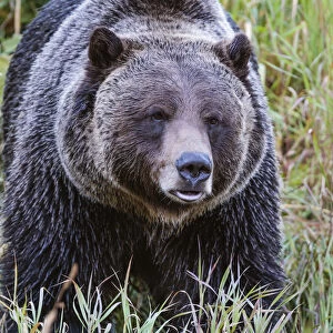 Grizzly Bear, Banff National Park, Alberta, Canada