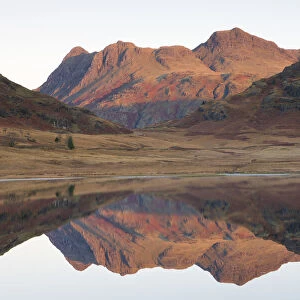 The Langdale Pikes glow with the first light of dawn, reflected in Blea Tarn, Lake District National Park, Cumbria, England. Autumn (November) 2009