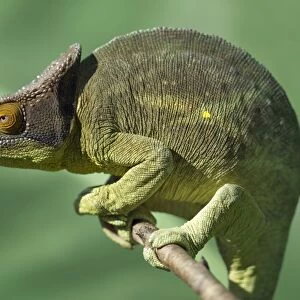 A Parsons chameleon (Calumma parsonii)