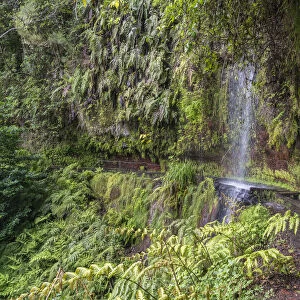 Waterfall in Levada do Rei walk. Sao Jorge, Santana municipality, Madeira Island