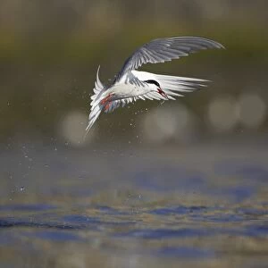 Common Tern (Sterna hirundo) flying in Oban town centre while fishing with fish in mouth. Oban, Argyll, Scotland, UK