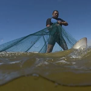 Copper shark caught in beach seine net; Fisherman is trying to keep it in the net, Cape Town; South Africa