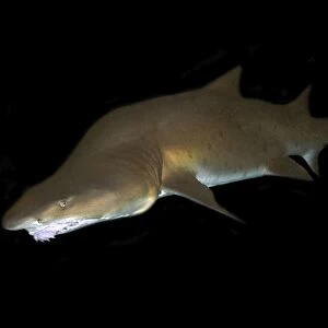 Deformed sand tiger shark, Carcharias taurus; found in warm seas worldwide; captive (rr)