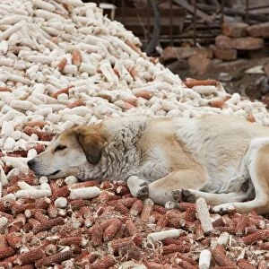 A dog lies on dreid out corn husks in northern China