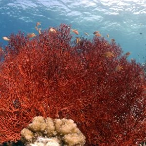 Gorgonian sea fan, Sipadan, Sabah, Malaysia, Borneo, South-east Asia