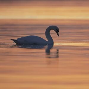 Mute Swan (Cygnus olor) silhouetted against rising suns reflection in water Angus Scotland, UK