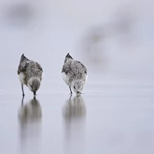 Sanderling (Calidris alba) with beak in sand, drilling down for grubs as it races along the beach on a film of water creating a reflection. Soroby, Argyll, , Scotland, UK
