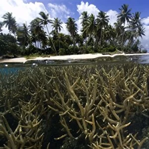Split image of staghorn coral, Acropora sp. and island, Truk lagoon, Chuuk, Federated States of Micronesia, Pacific