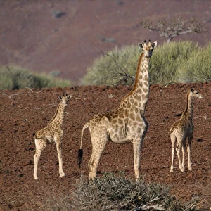 Giraffes standing in the arid desert landscape
